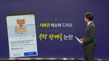 "시바견 배송해드려요" 쿠팡 판매글 논란 [앵커리포트] / YTN