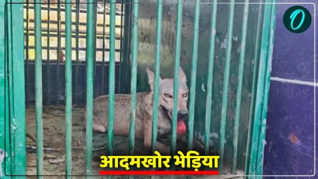 बहराइच में पकड़ा गया पांचवां आदमखोर भेड़िया, जाल में फंसने के बाद ग्रामीणों ने वन विभाग को दी सूचना