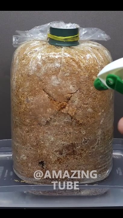 Golden Oyster Mushroom