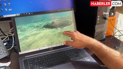 Kalamarların Yumurtlama Davranışı Değişiyor