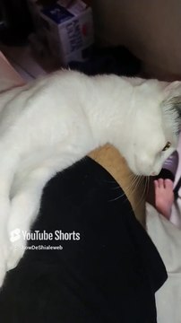 El #Gato Pernanca #shorts #animales y #Mascotas #felino #peludo #amigo #amistad #fauna es jugeton