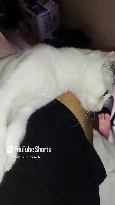 El #Gato Pernanca #shorts #animales y #Mascotas #felino #peludo #amigo #amistad #fauna es jugeton