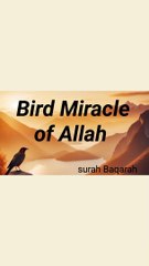Bird Miracle of Allah