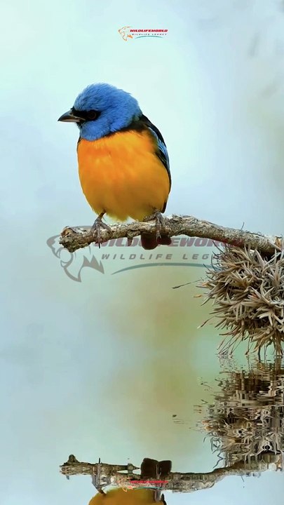 Wildlife Beautiful Moments #10