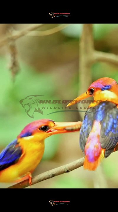 Wildlife Beautiful Moments #2