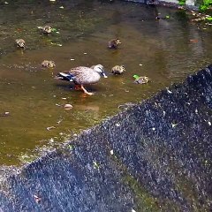 Scary baby duck. fall down a very steep[Cute Animal]
