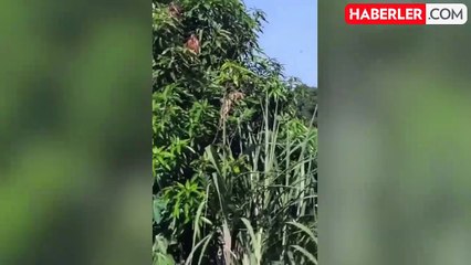 Beyin cerrahı, 18 ay içinde ikinci kez uçak kazasından sağ kurtuldu