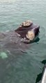 A Playful Whale Encounter: Southern Right Calf Gets Curious!