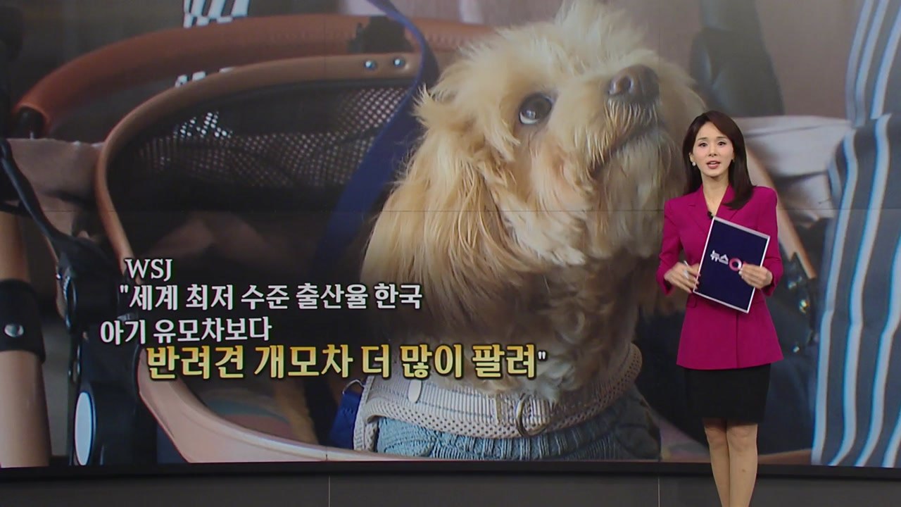 외신도 주목한 '개모차 미는 한국인' [앵커리포트] / YTN