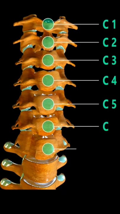 Spine anatomy| Types of Vertebrae 3d animation|  #viral #shorts #humananatomy #spineanatomy #drsadia1446