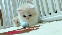 Meet Our Adorable Kitten!  #HelloMochi #KittenLove #CuteCats #BabyCat #FurryFriends #Shorts