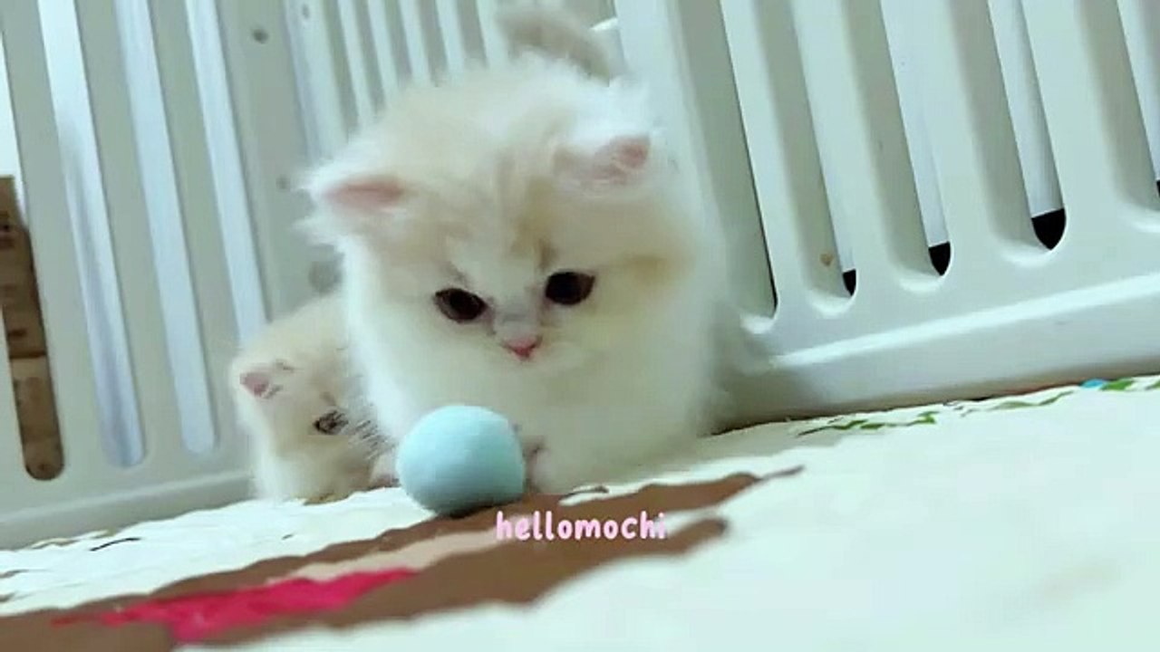 Meet Our Adorable Kitten!  #HelloMochi #KittenLove #CuteCats #BabyCat #FurryFriends #Shorts
