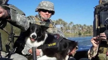 5 Perros Heroicos Del 11-S Que Debes Conocer