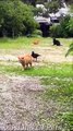 Funniest Animal Moments 2024: Hilarious Cats & Dogs Compilation