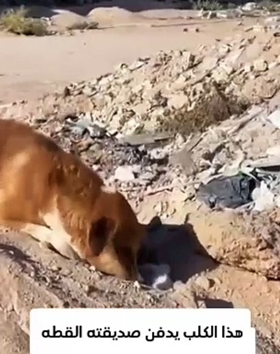 Ölü kediyi gömen köpek ve bomba çukurlarında kaybolan aileler