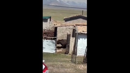 Bear Out OF Control . HAHAHAH  LOL