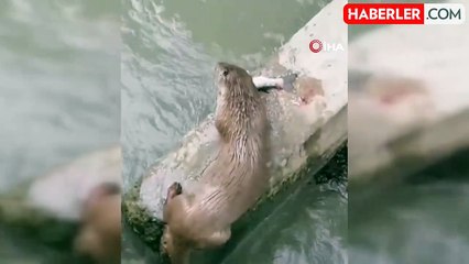 Su samuru avladığı balığı yerken görüntülendi