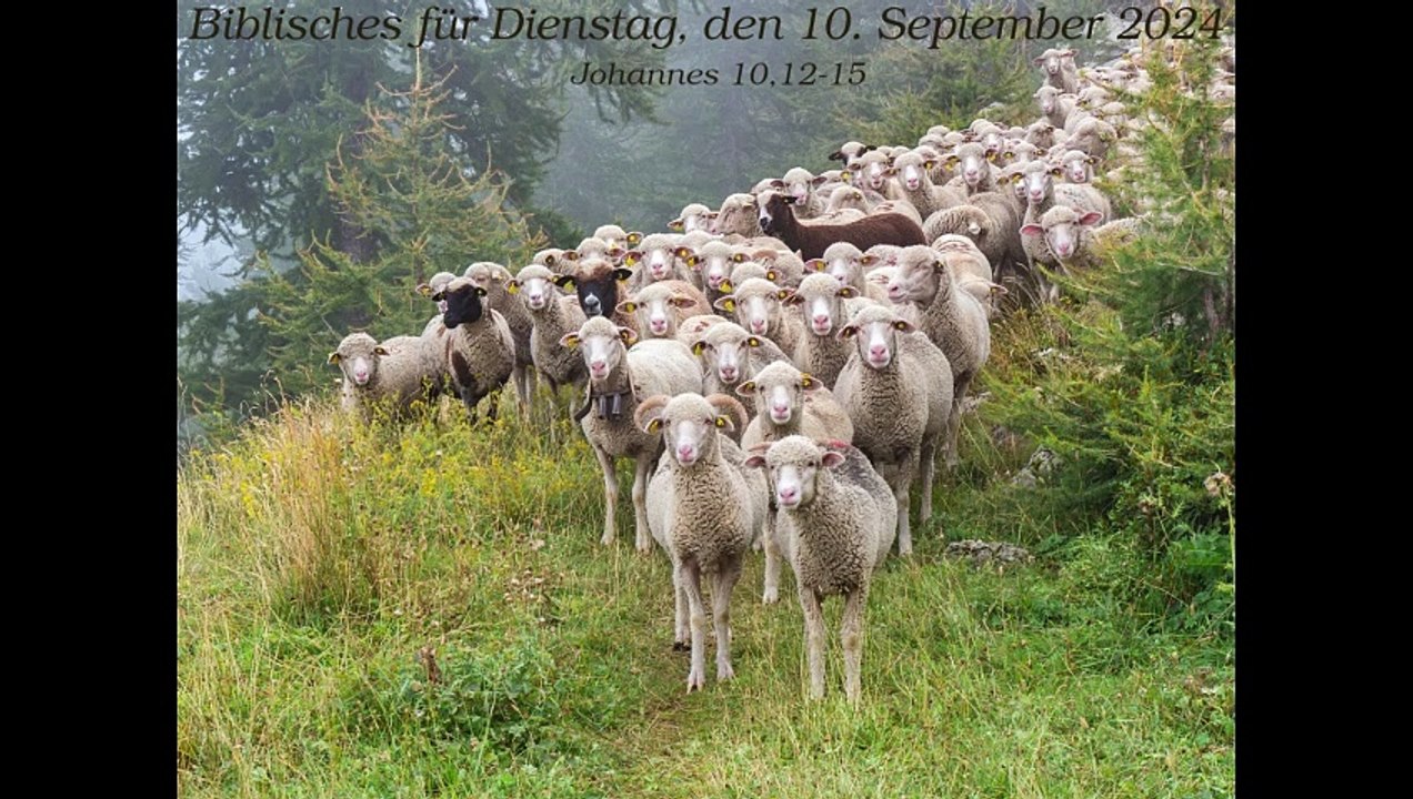 Biblisches für Dienstag, den 10. September 2024 zu Johannes 10,12-15