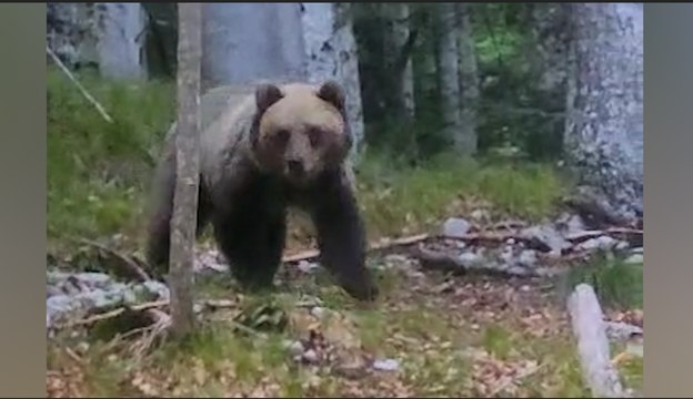 L?incontro ravvicinato con l?orso nei boschi del Brenta: si avvicina curioso, poi si gira e se ne va