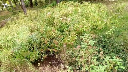 Situ Ayu Cilowa Kabupaten Kuningan - Jawa Barat Part 3