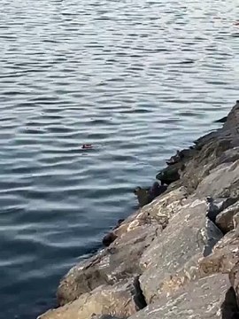 Recep Tayyip Erdoğan sayesinde yüzülebilir hale gelen Haliç, Ekrem İmamoğlu sayesinde farelerin yuvası oldu...