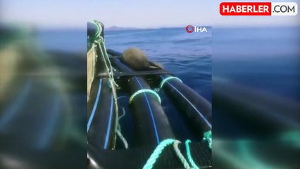 Türkiye'de sadece 100 tane olan Akdeniz Foku'nun güneş keyfi