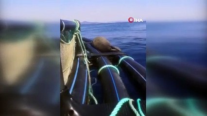 Akdeniz Foku Milas’ta güneşlendi