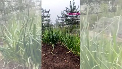 David Beckham Köy Hayatına Dönüş Yaptı! Çiftlikte Renkli Anlar Paylaştı 🐓