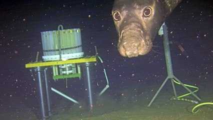 Cheeky seals caught using deep-sea research sonar as dinner bell
