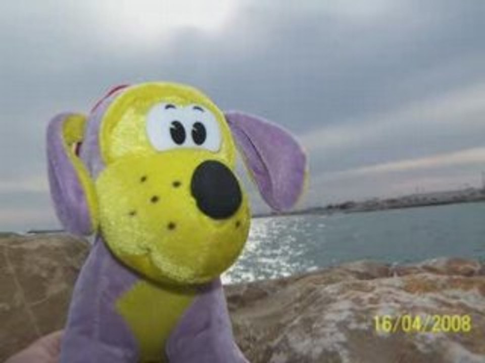 Kiki le chien mauve en camargue les négresses vertes