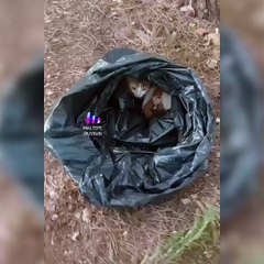 Maltepe'de Anne ve Yavru Kediler Çöp Poşetiyle Ormana Atıldı