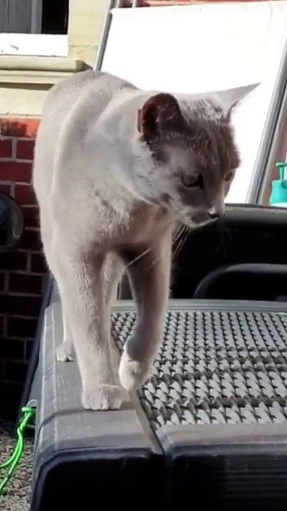funny cat in action