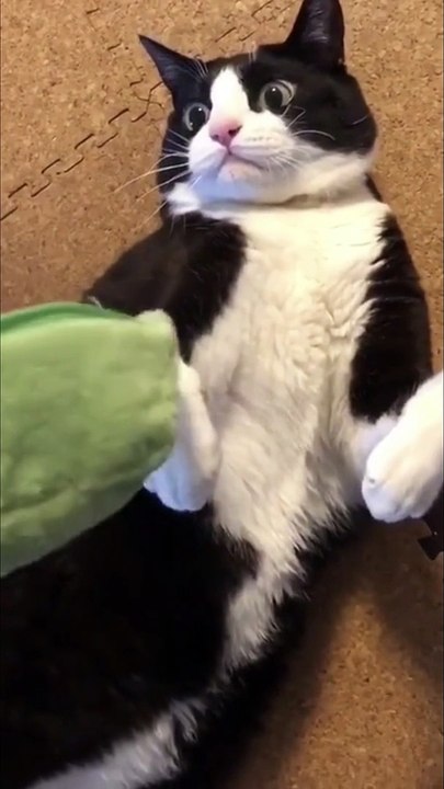 Flying With Cat Briefly