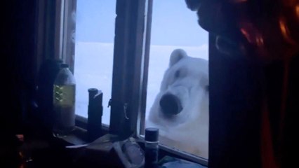 Polar bear peers in on holiday-goers in remote cabin in dead of night