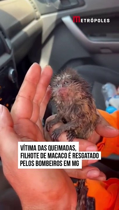Rescate conmovedor: Un mono macaco salvado de las llamas en la frontera Bolivia-Brasil