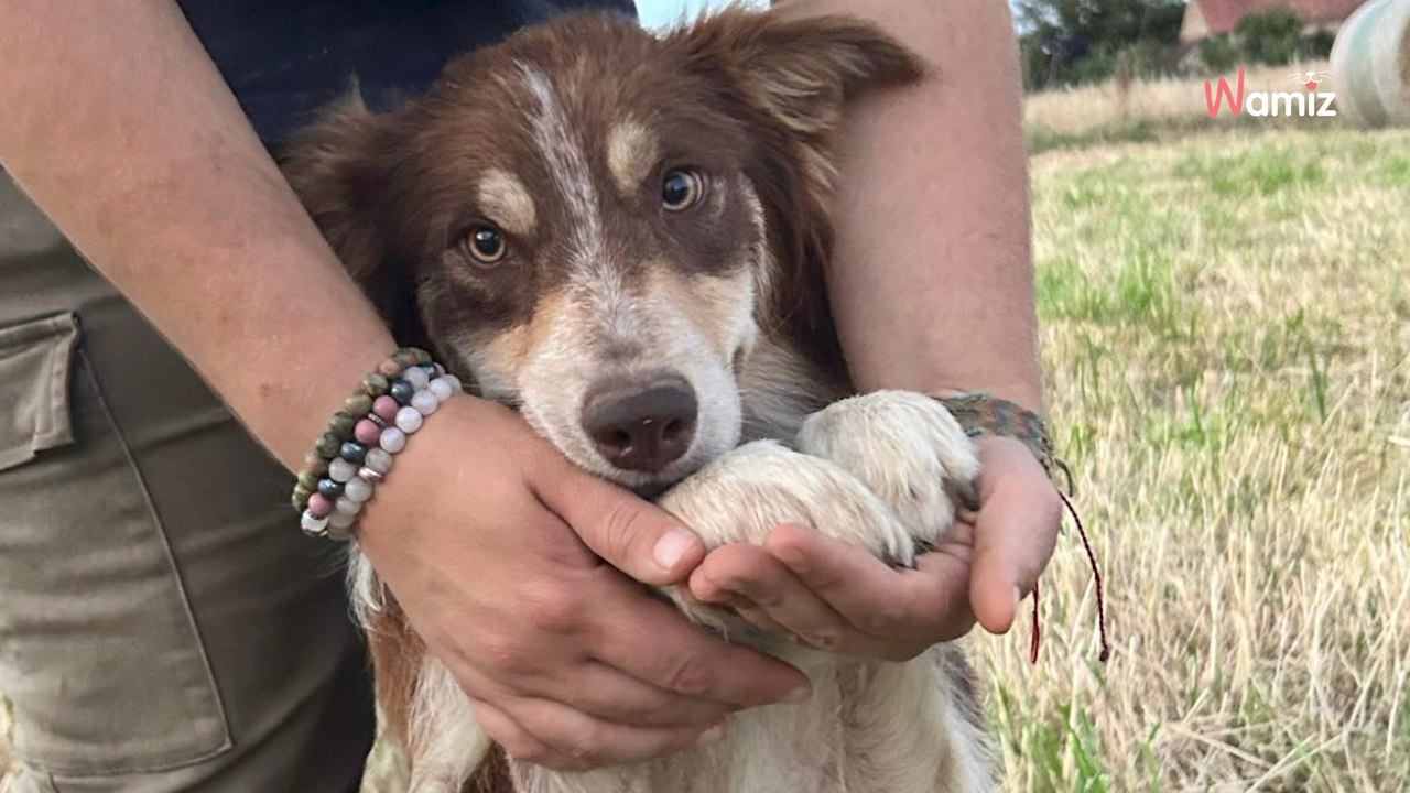 Retiré d'un élevage, ce jeune chien Border Collie n'a rien connu dans la vie et attend une famille douce et patiente