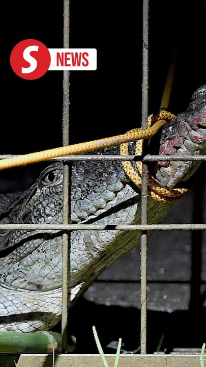 Shah Alam lake is safe, free from crocodiles, says Perhilitan