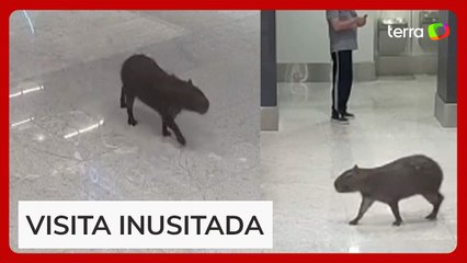 Capivara ‘invade’ e ‘passeia’ por aeroporto em Santa Catarina