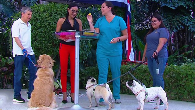 bd-snacks-para-sus-mascotas-100924