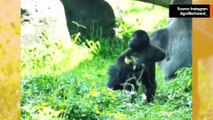 Hulvaton video: Onko vaikeaa käsitellä ihmislasta? Katso kuinka paljon kärsii gorillaäiti