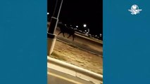 Captan a manada de toros corriendo por calles de García, Nuevo León