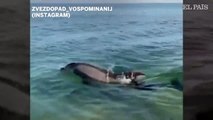 Perro juega con delfin en Crimea