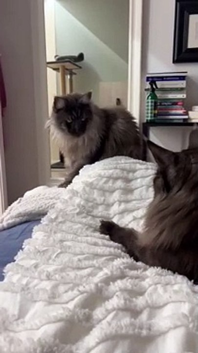 Funny cat sisters