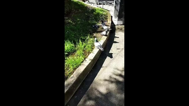 Andria: in piazza Unità d'Italia spunta un laghetto per piccioni - video