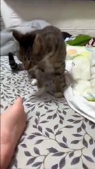 Ce chat a envie de faire mal mais sait se retenir