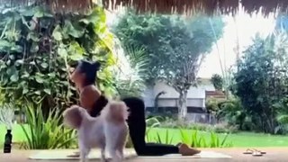 Une séance de yoga interrompue par un invité plutôt insolite