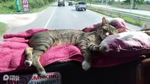 Descansando gato en el asiento trasero durante el viaje