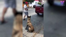 Este perro salta de manera cómica a la parte trasera de una camioneta