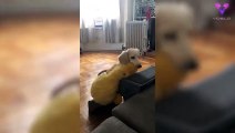 Se le cae su juguete a este can tras subirlo por las escaleras