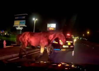 Pasture bedtime: Runaway horse appears out of nowhere in front of police in Florida